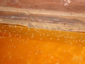 十堰市民警惕 白蟻活躍期已至，危害巨大需及時(shí)防治